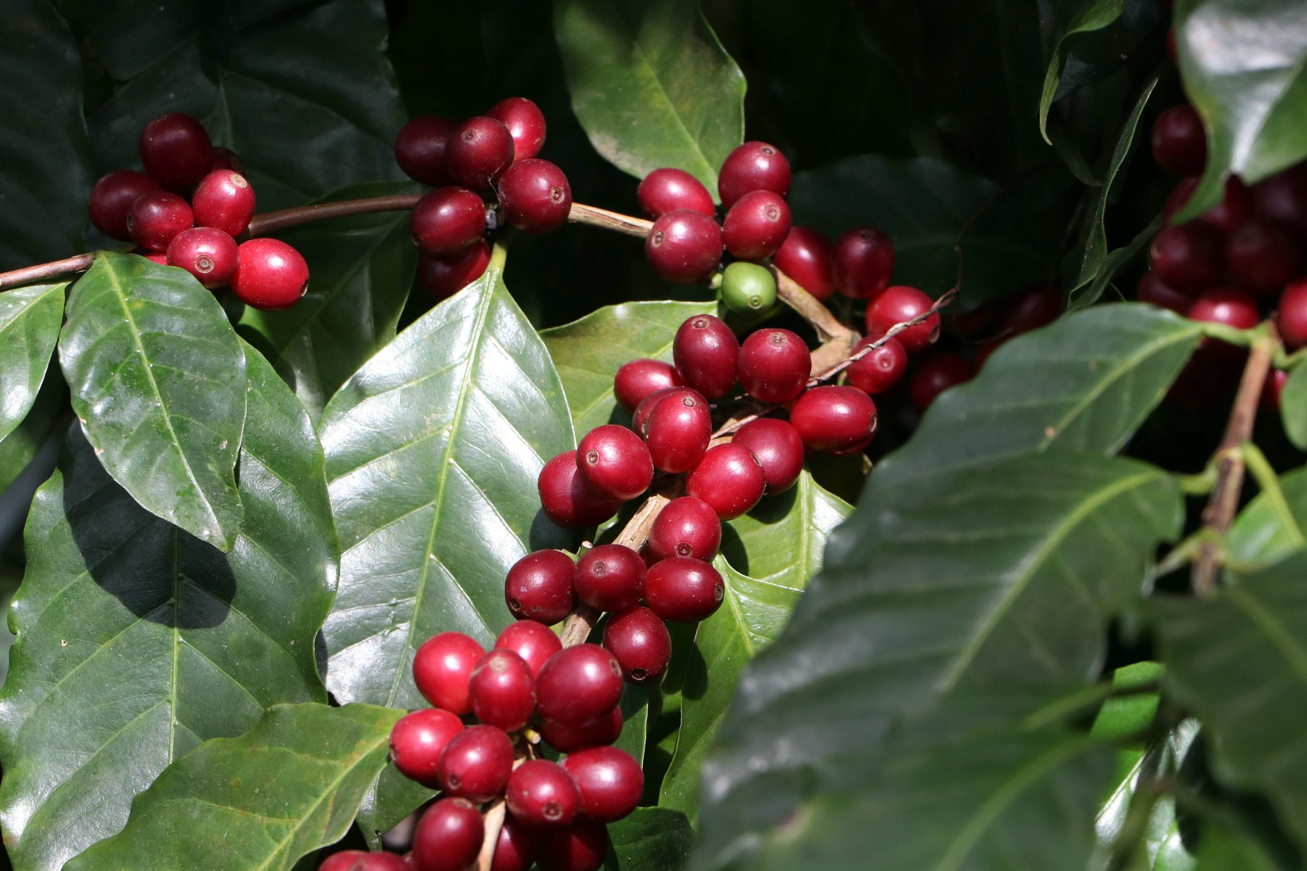  Presenta gobierno estatal informe de Estimación de Cosechas de Café