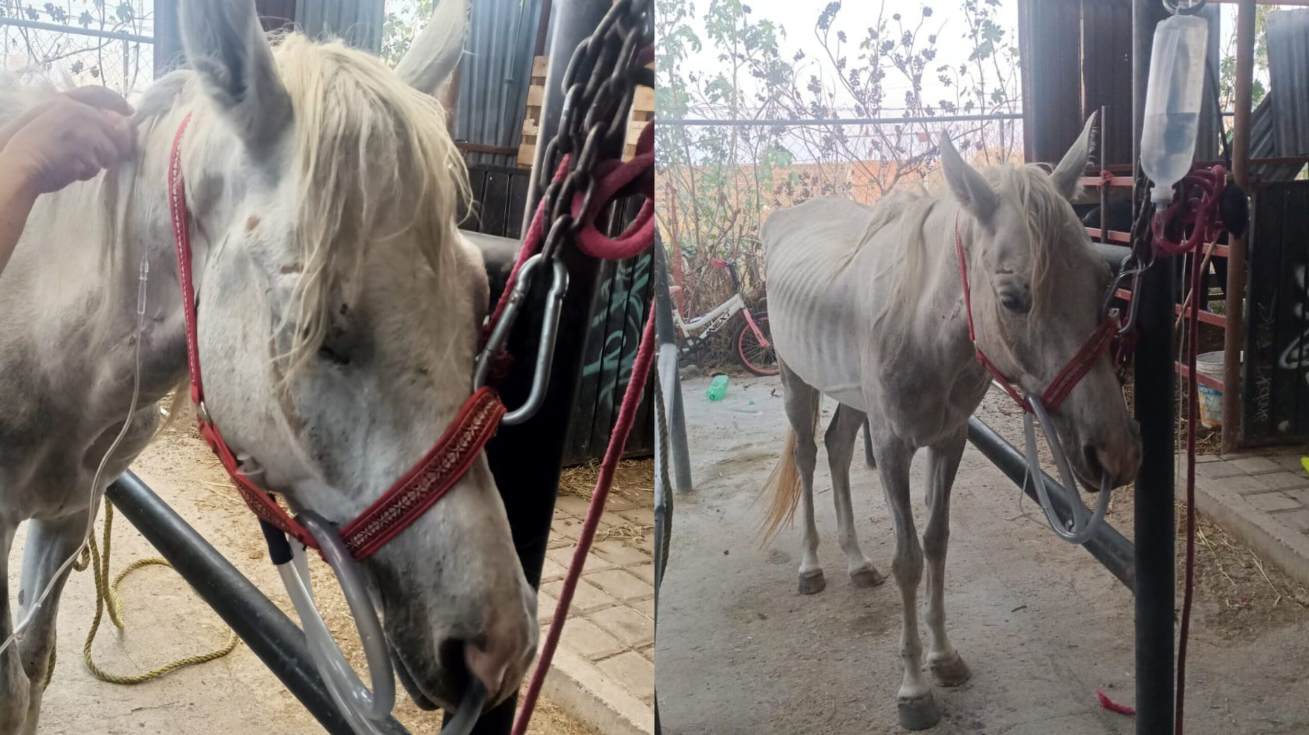  Rescata Centro de Adopción y Bienestar Animal a una yegua con signos de maltrato animal