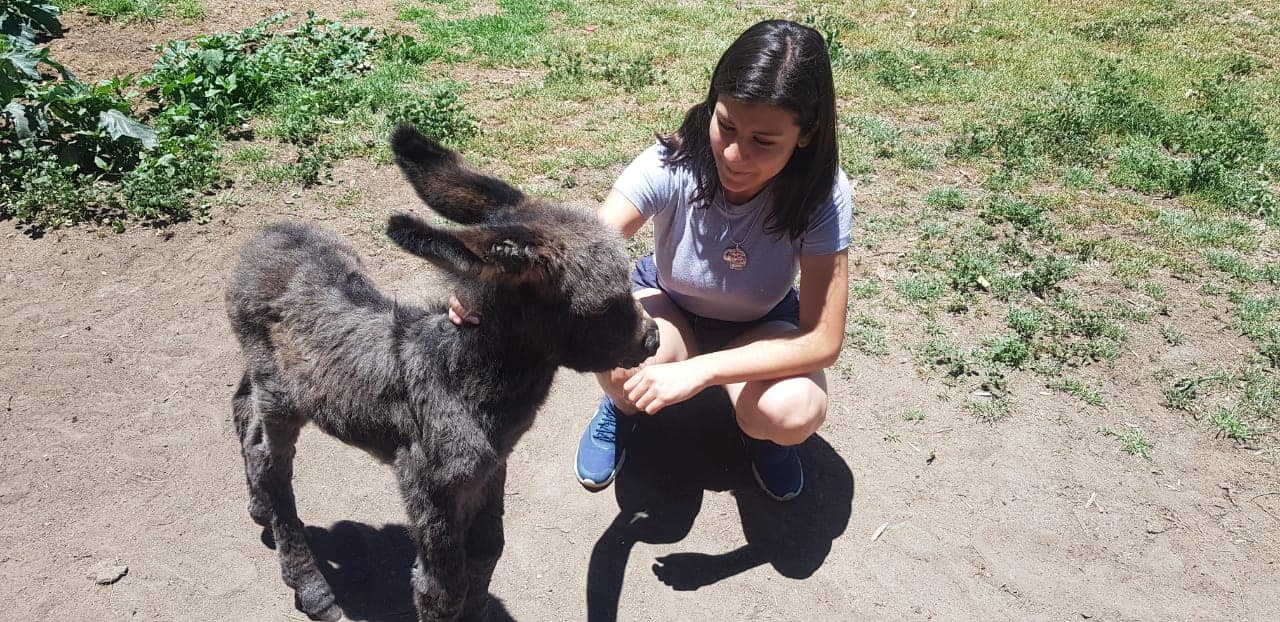  Tlaxcala cuenta con un santuario que protege a los Burros