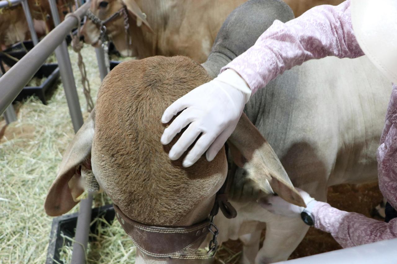  Puebla refuerza acciones de sanidad animal ante alertas del gusano barrenador del ganado