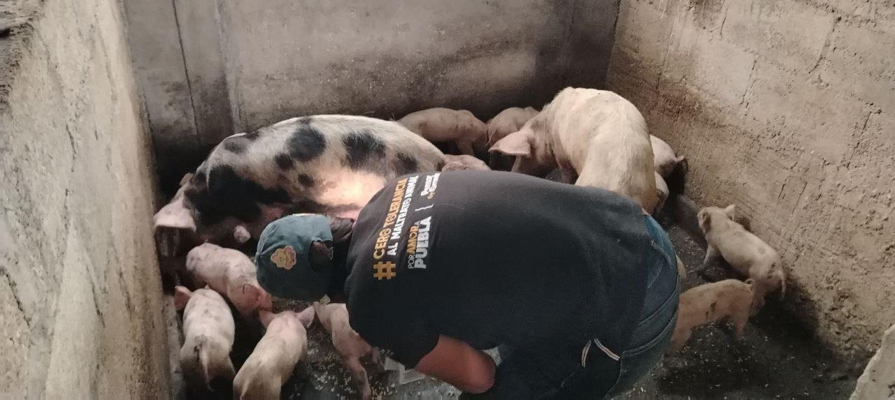  Porque toda vida es valiosa también los seres sintientes son atendidos en la Sierra Norte de Puebla
