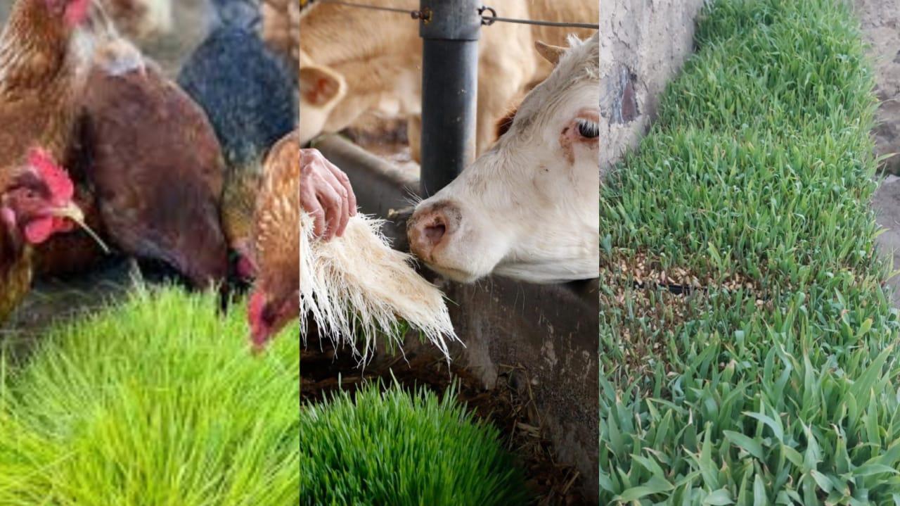  Altosano Granjas Carroll capacita para alimentar a pequeñas especies en el estiaje