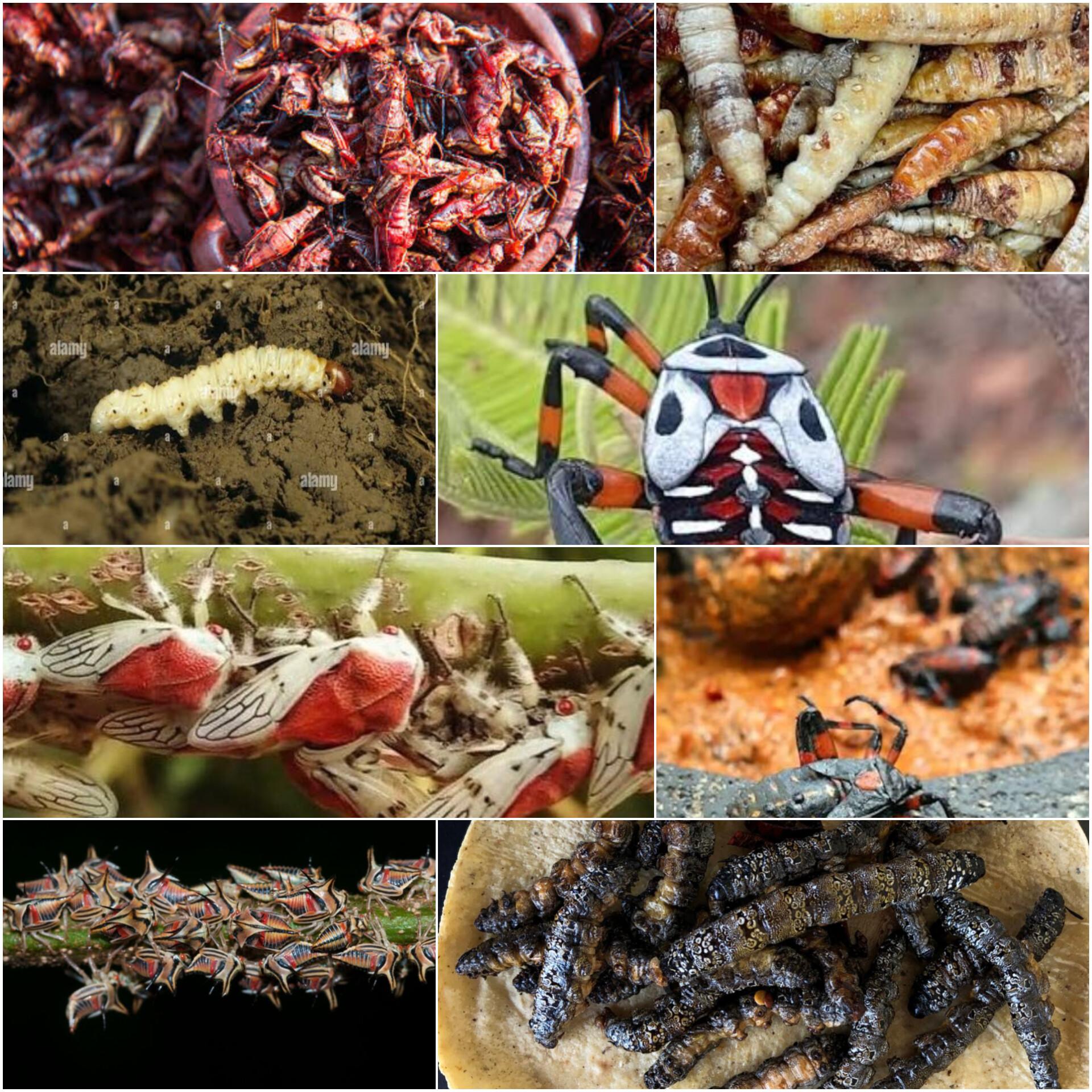  Insectos comestibles que forman parte del Patrimonio Biocultural de San Pedro Cholula