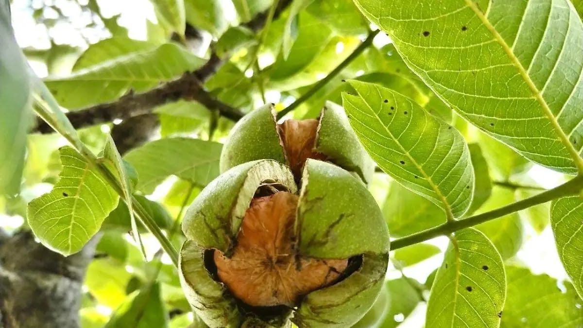  “San Juan cuaja y Santiago raja” Maduración Ideal de la Nuez de Castilla Ingrediente Estelar del Platillo Poblano