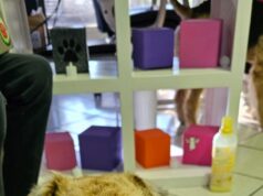 Crece la demanda de funerarias para mascotas en México