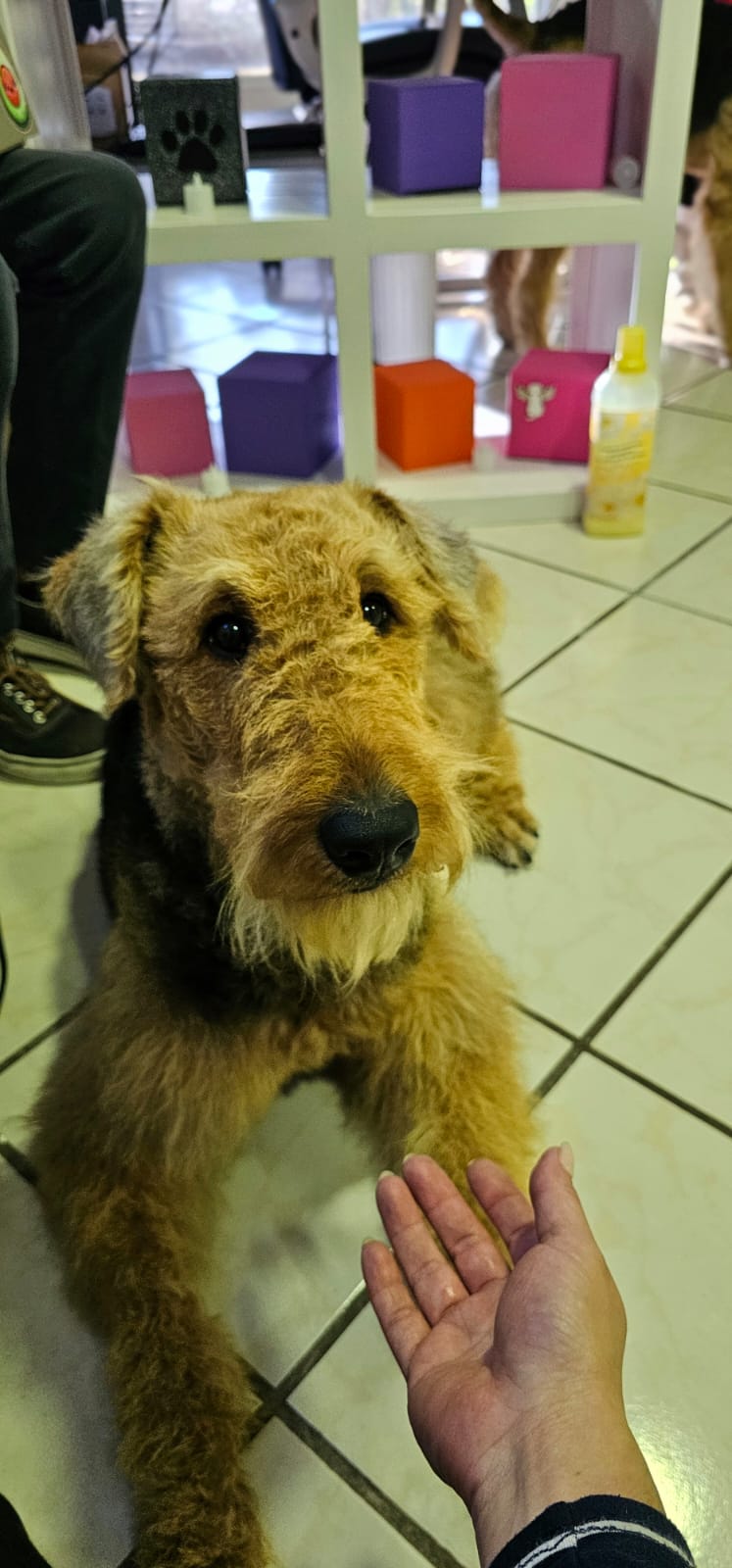  Crece la demanda de funerarias para mascotas en México